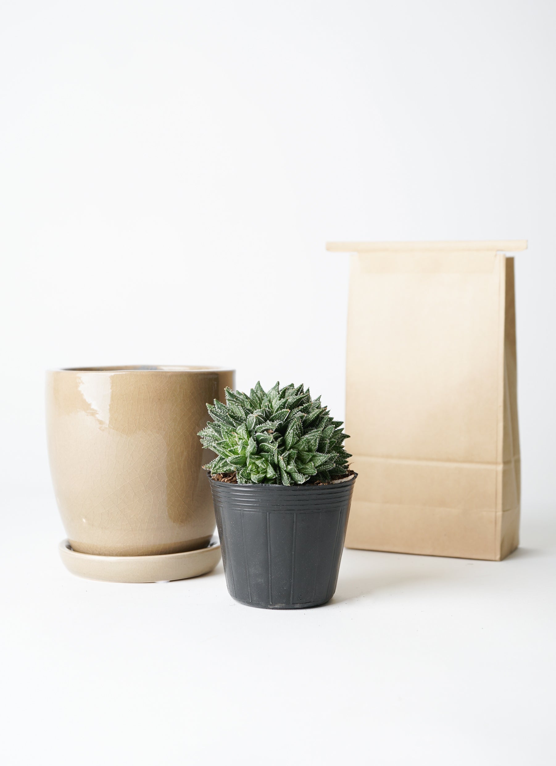 多肉植物 ハオルチア お届けセット内容