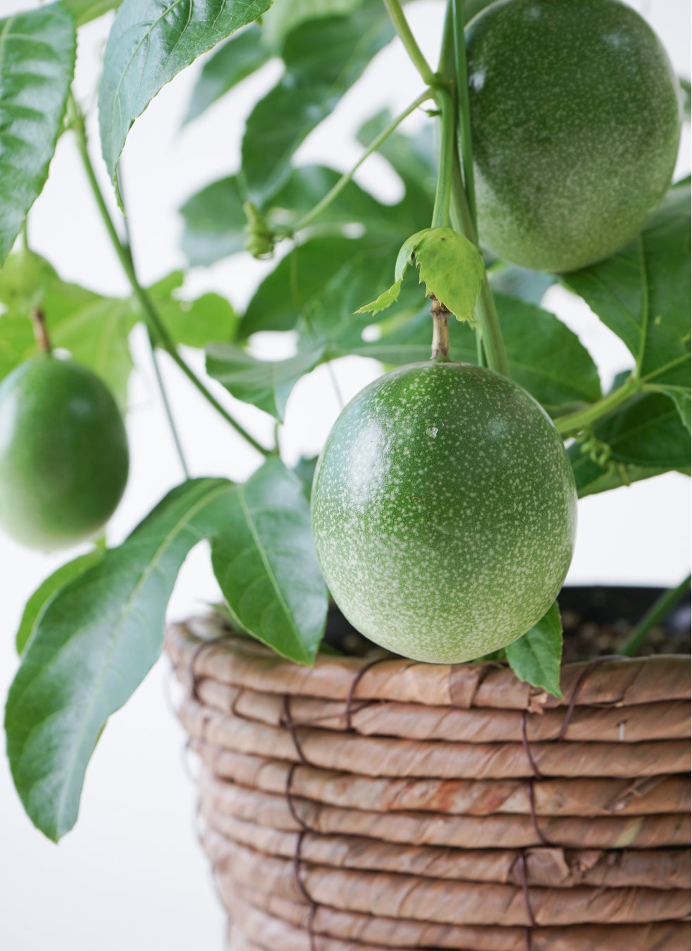 果樹 パッションフルーツ