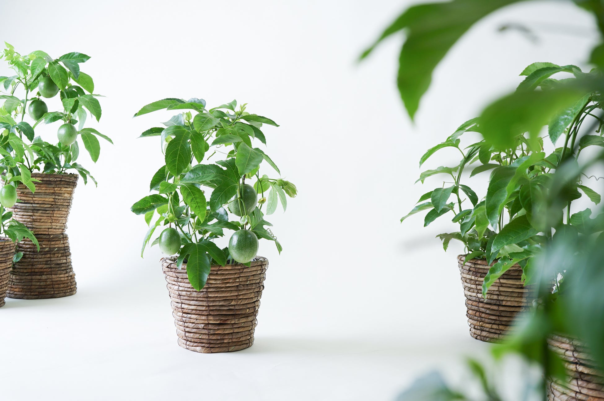 果樹 パッションフルーツ