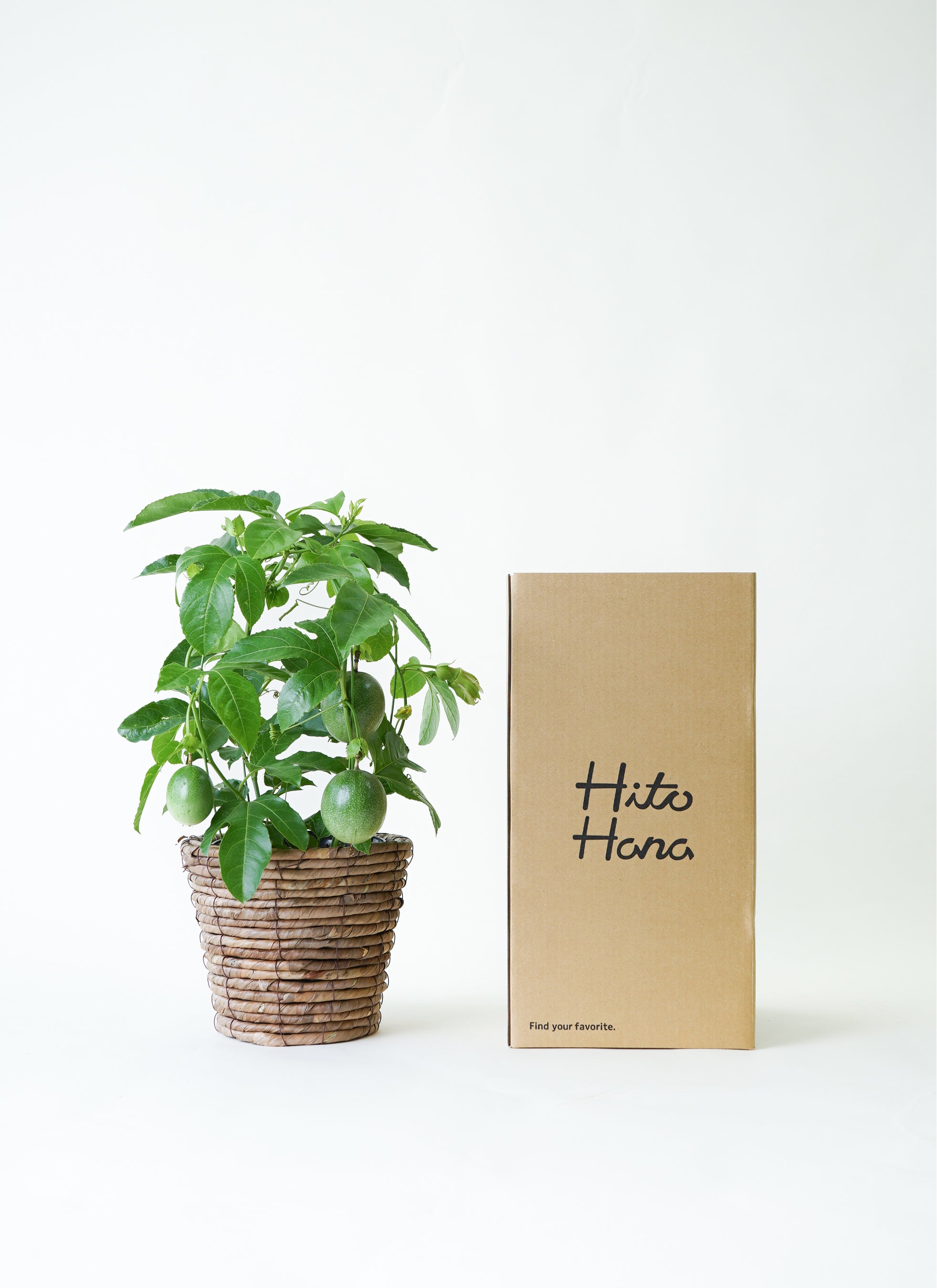 果樹 パッションフルーツ