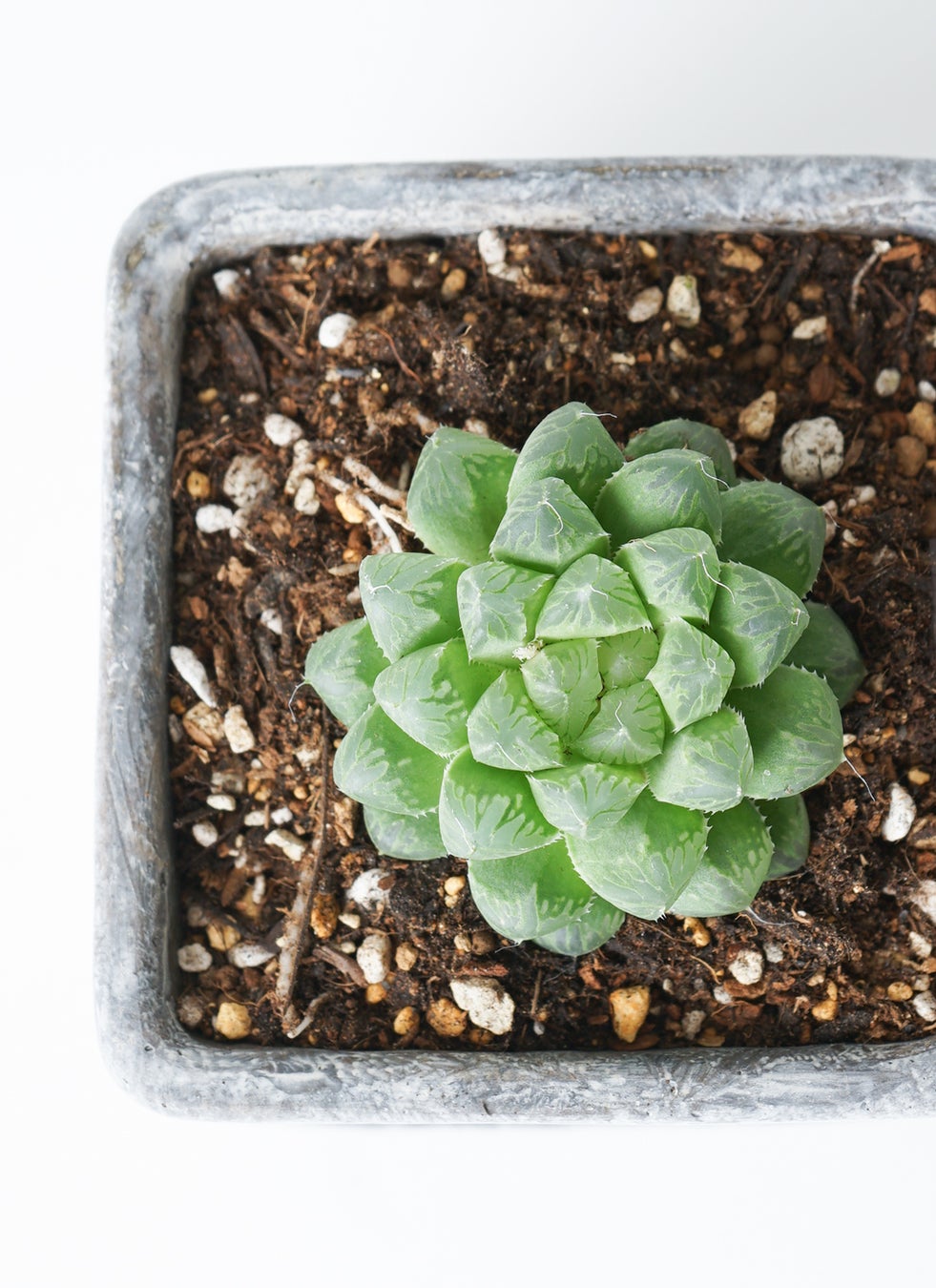 多肉植物 ハオルチア