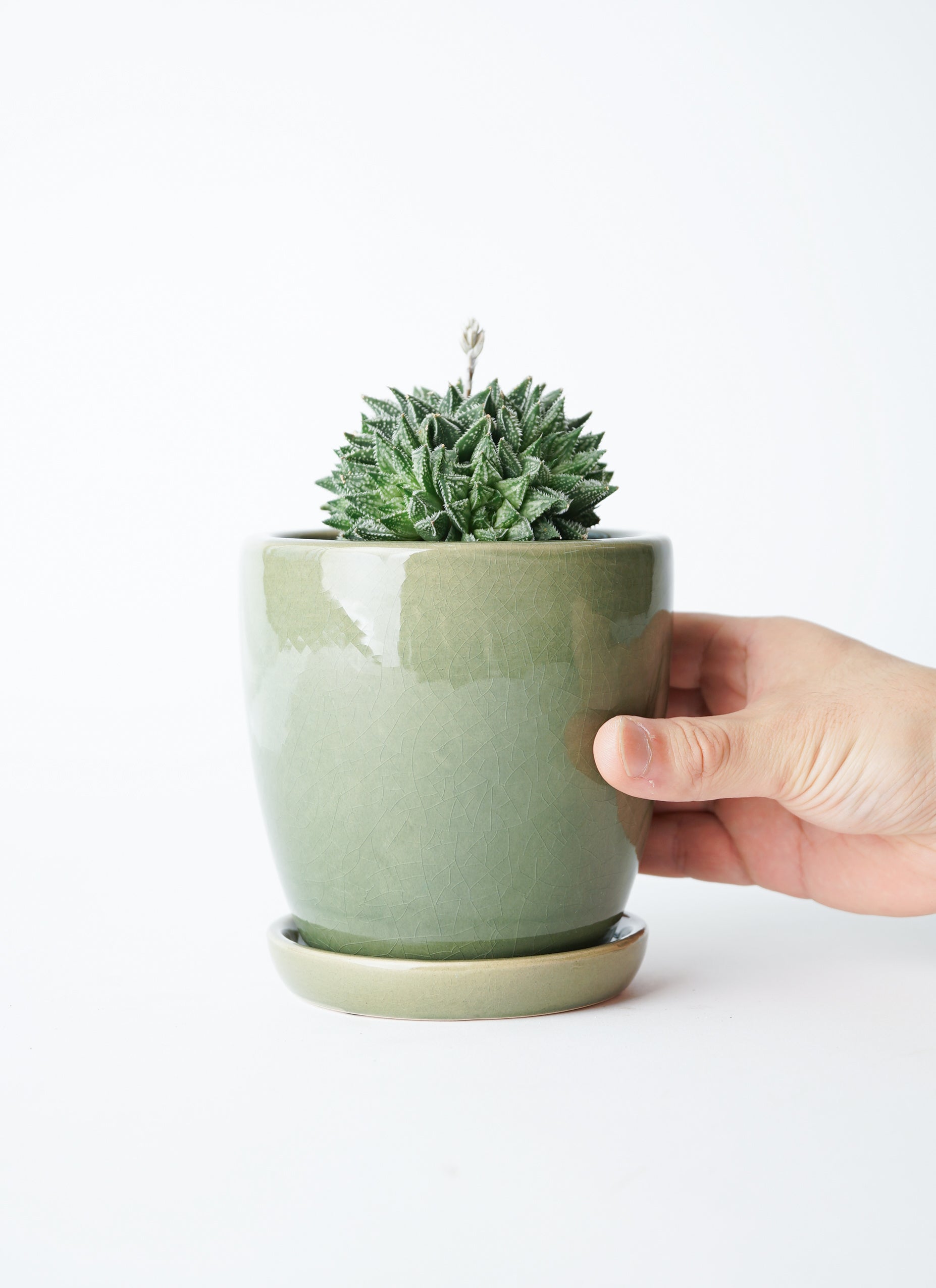 多肉植物 ハオルチア