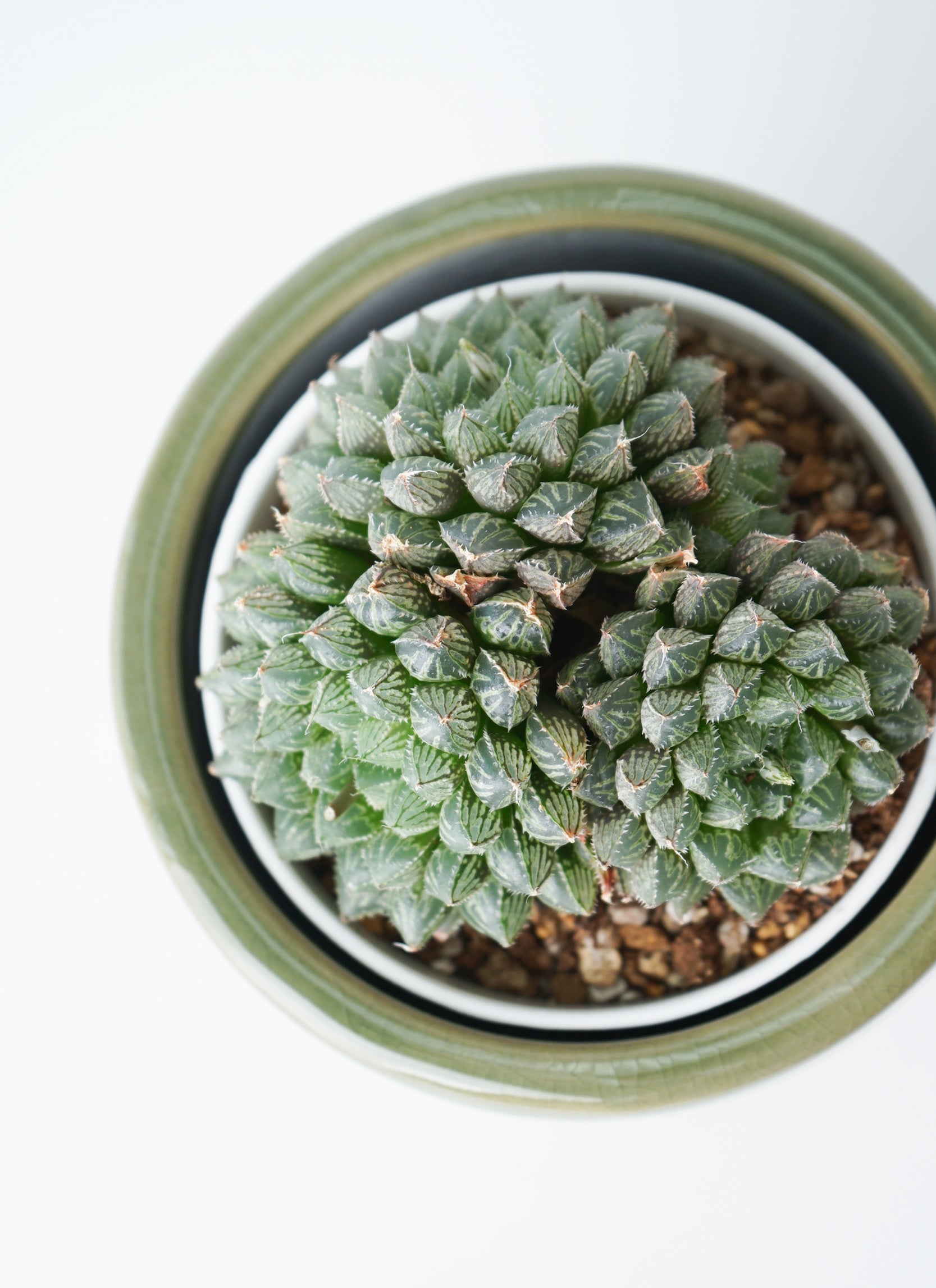 多肉植物 ハオルチア