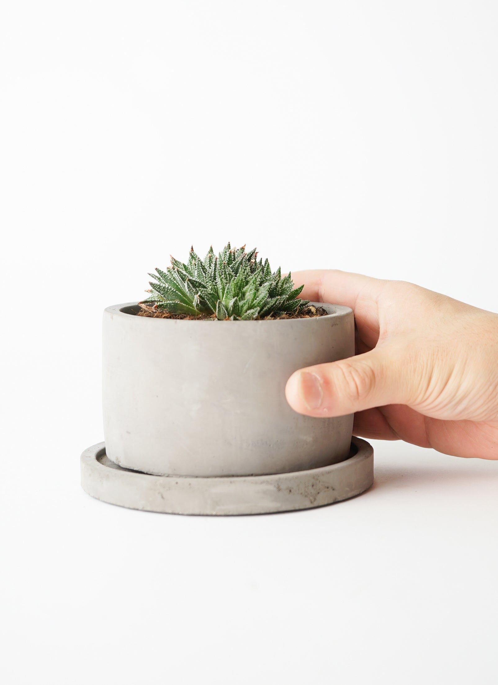 多肉植物 ハオルチア