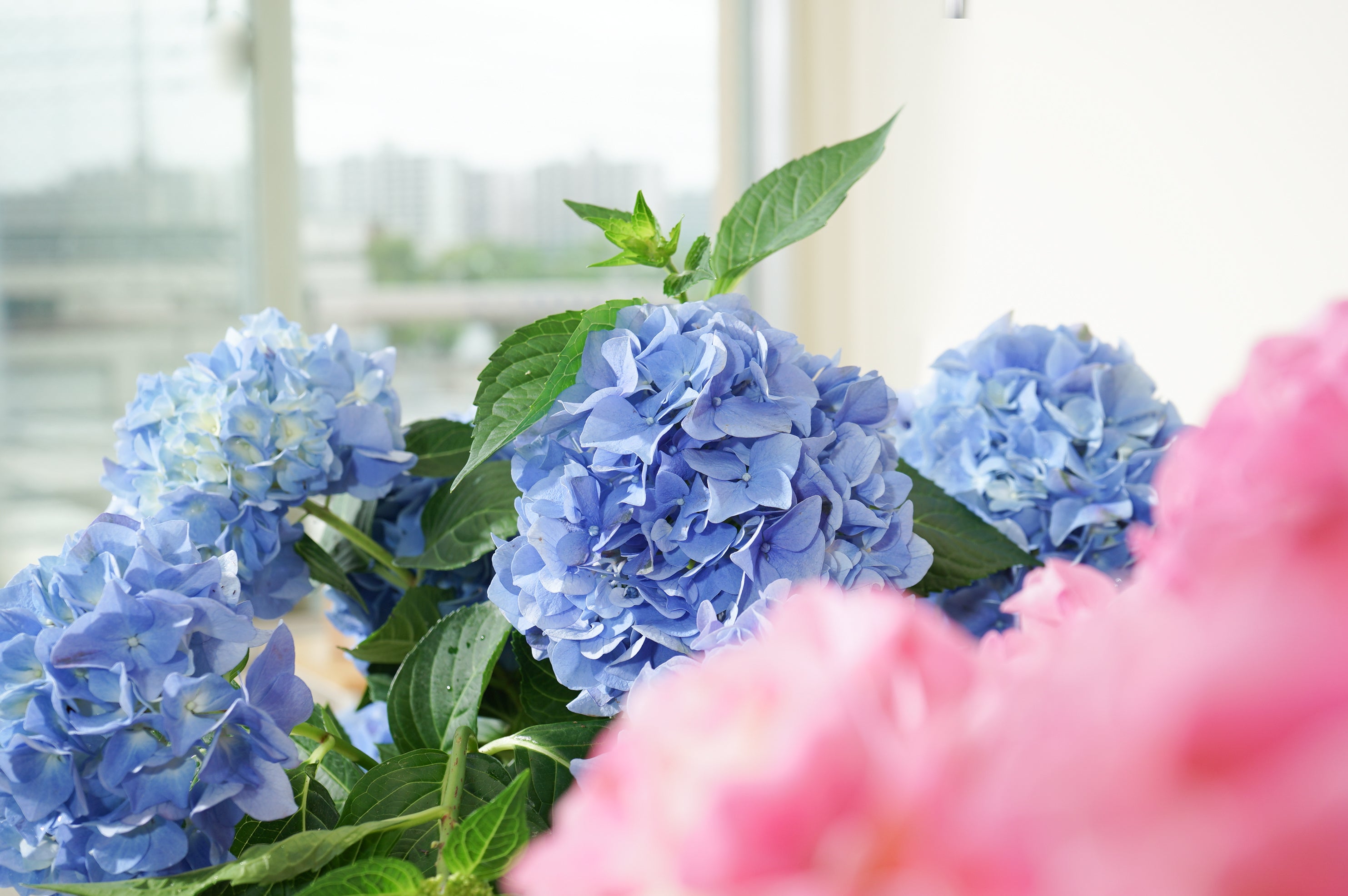 物流混乱により開花が遅れた「アジサイ」