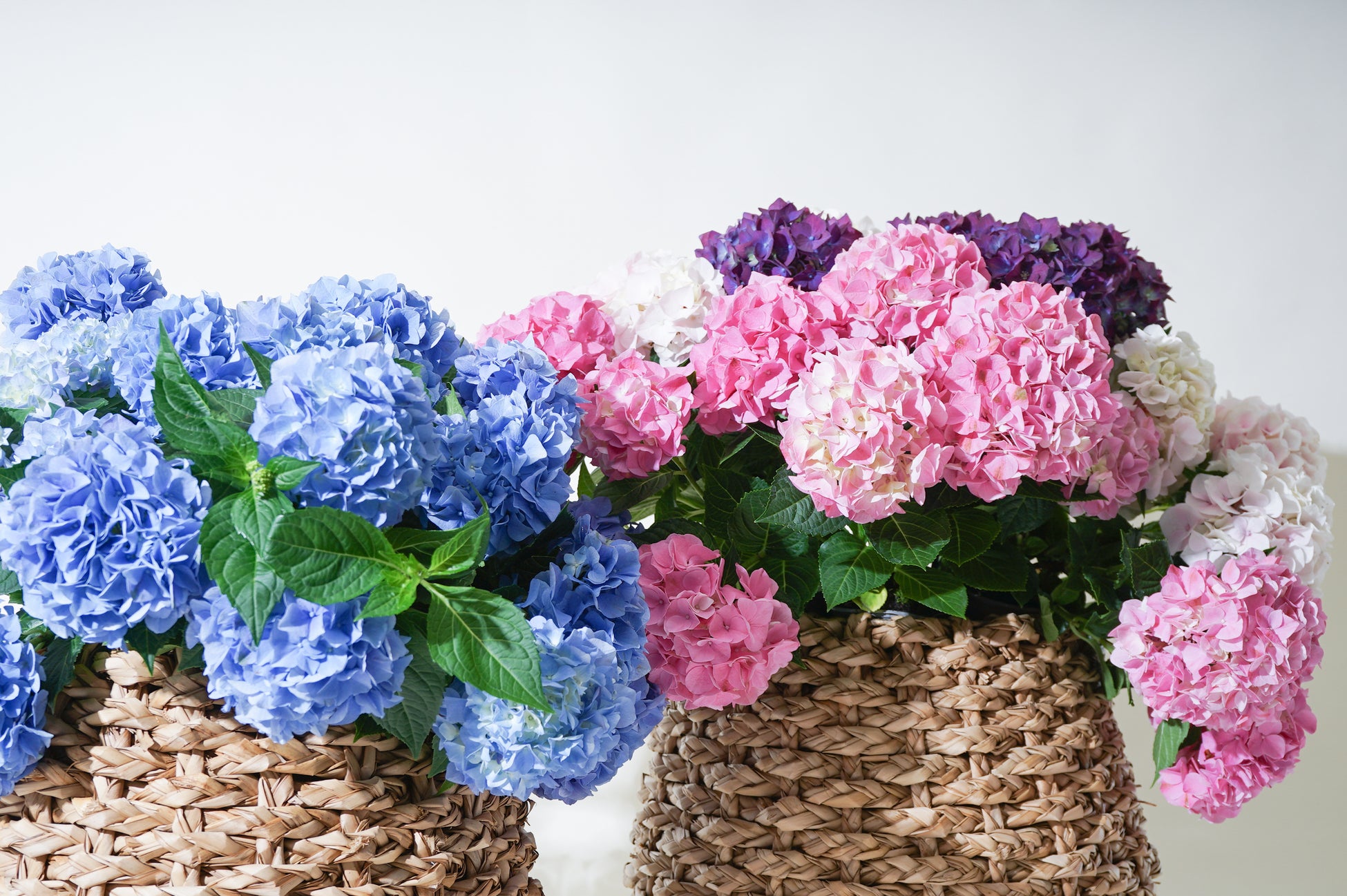 ウクライナ情勢 コロナの影響を受けた国内花き産業者を救済 花のサブスク Hitohanaのお花の定期便 が 物流混乱により需要期を逃したアジサイを応援販売 株式会社beer And Techのプレスリリース ウクライナ情勢 コロナの影響を受けた国内花き産業者を救済 花のサブスク Hitohanaのお花の定期便 が 物流混乱により需要期を逃したアジサイを応援販売 株式会社beer And Techのプレスリリース