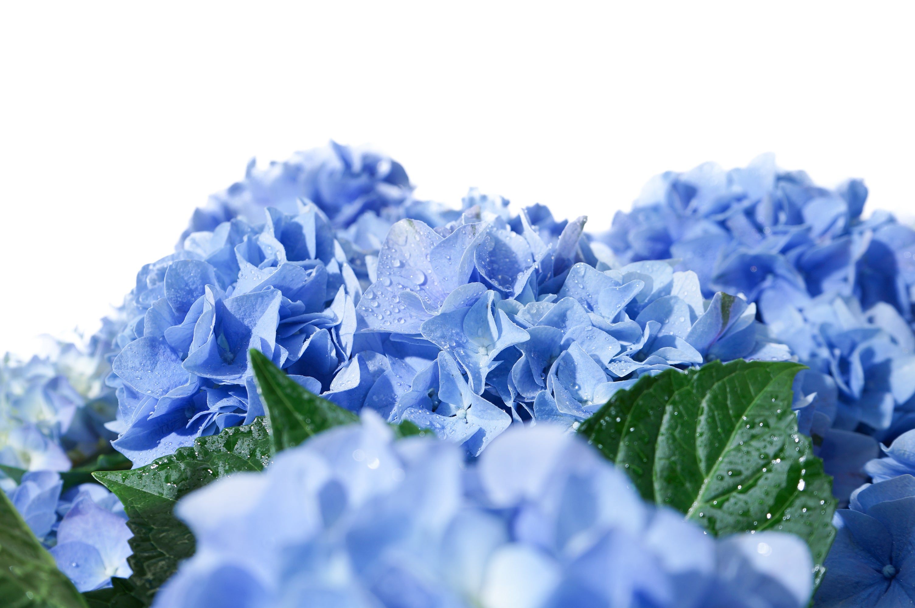 品質に遜色はなく、色付きも良く立派な花姿