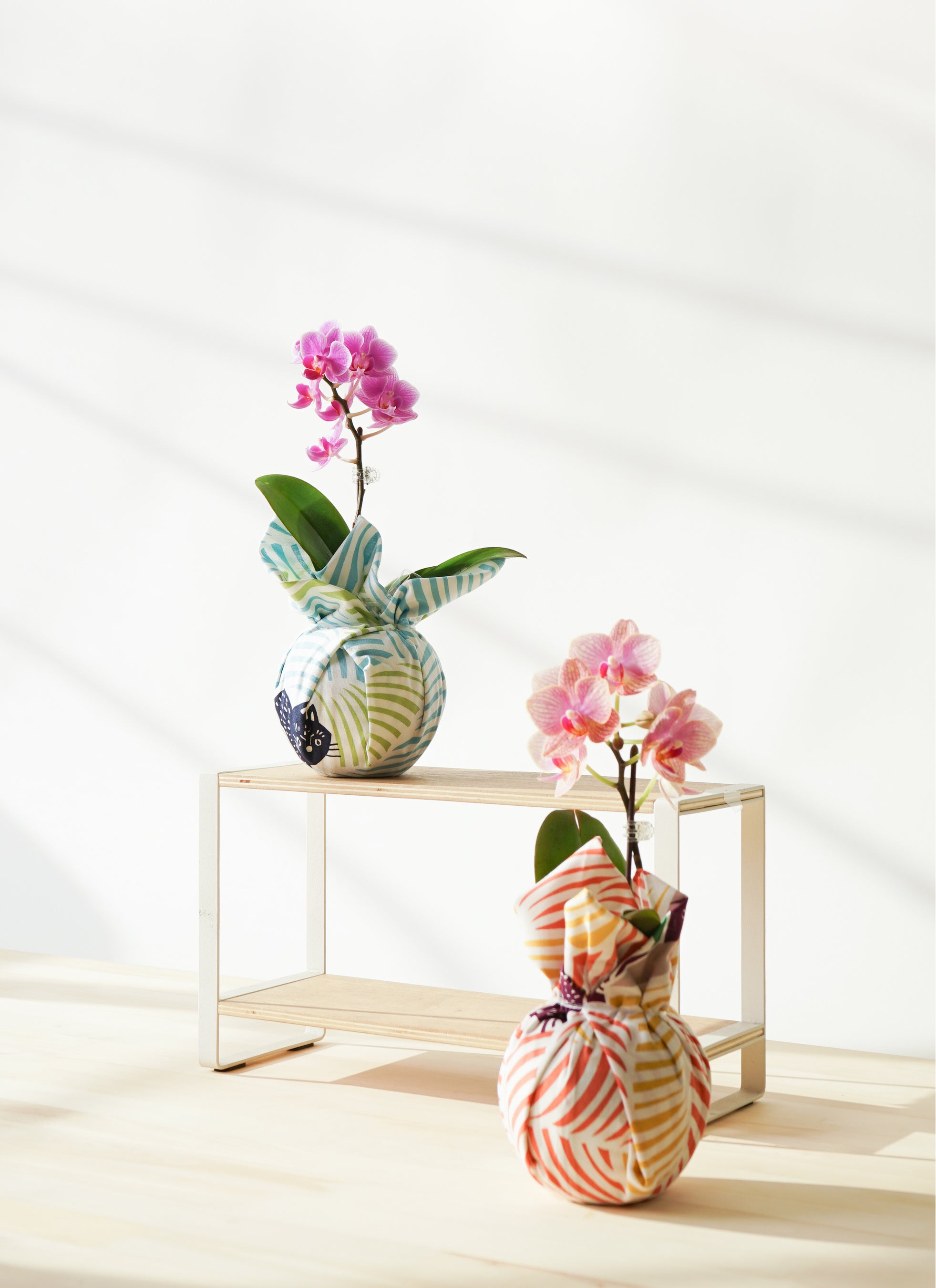 ミニ胡蝶蘭 ピンク 1本立ち