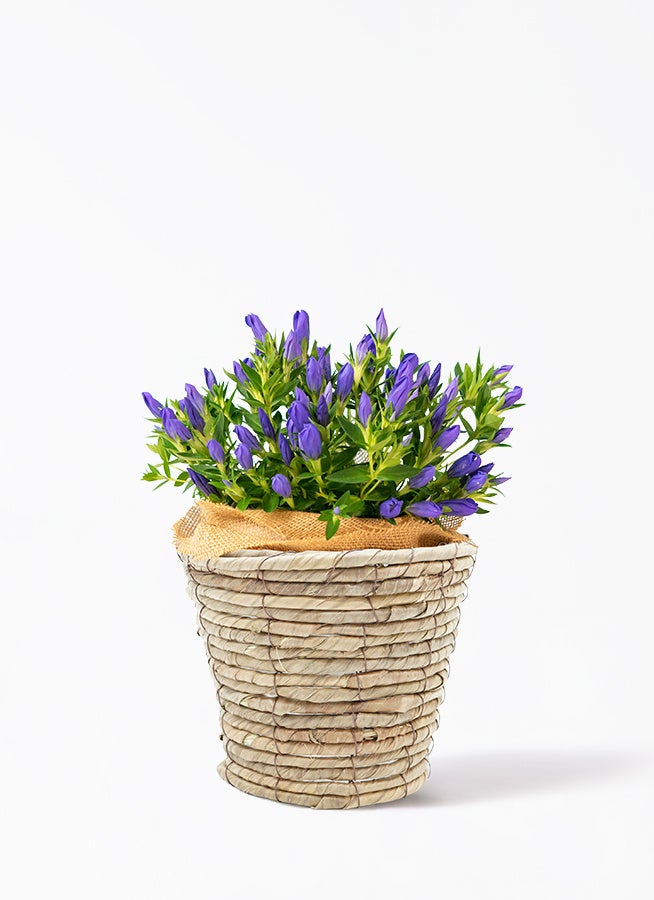 【敬老の日限定】 リンドウ 鉢花 ブルー バナナリーフバスケット
