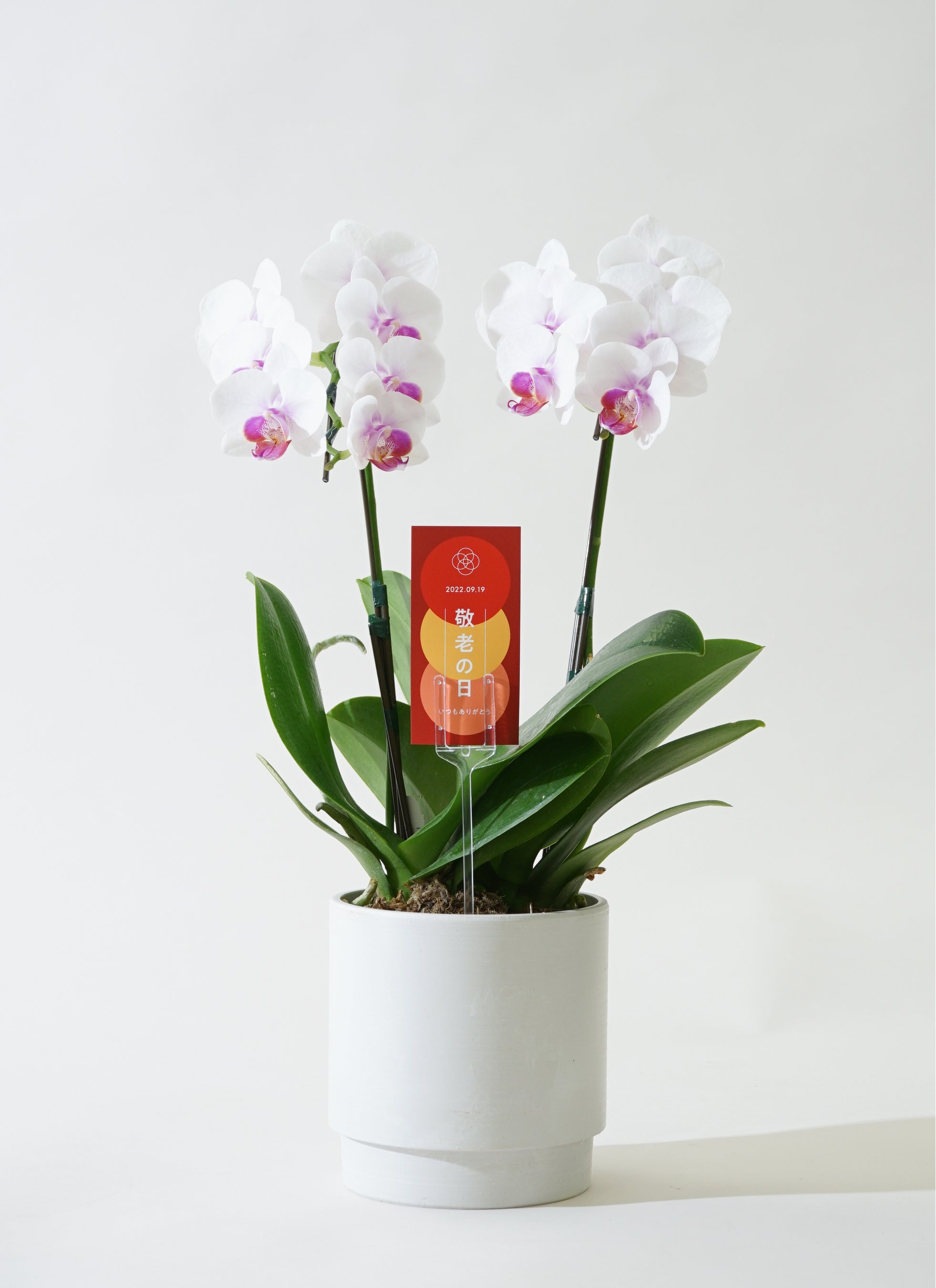 【敬老の日限定】ミニ胡蝶蘭 赤リップ 2本立ち オリジナルタグ付き