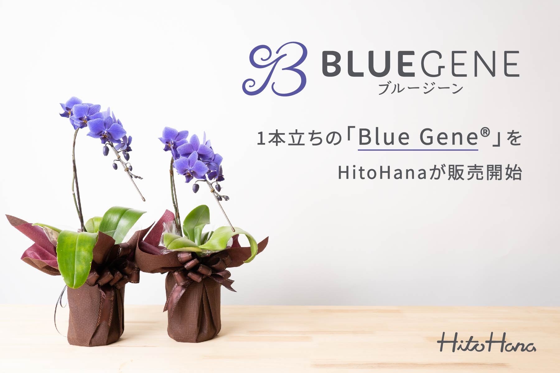 HitoHanaが1本立ちのブルージーンの取り扱い開始