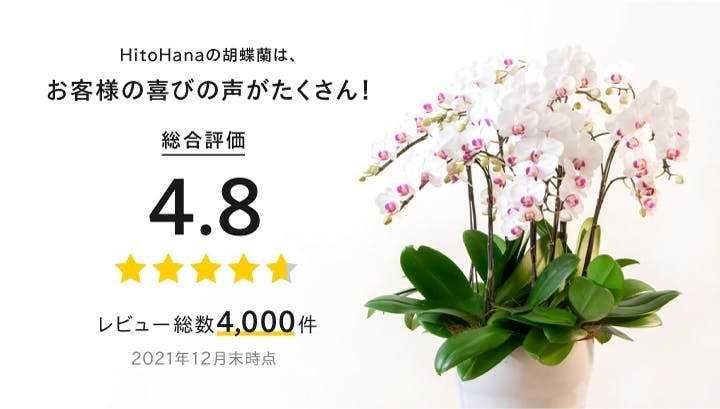 胡蝶蘭専門店のHitoHana(ひとはな)が1本立ちの「Blue Gene