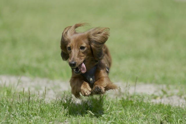 ペットストリート(イメージ)