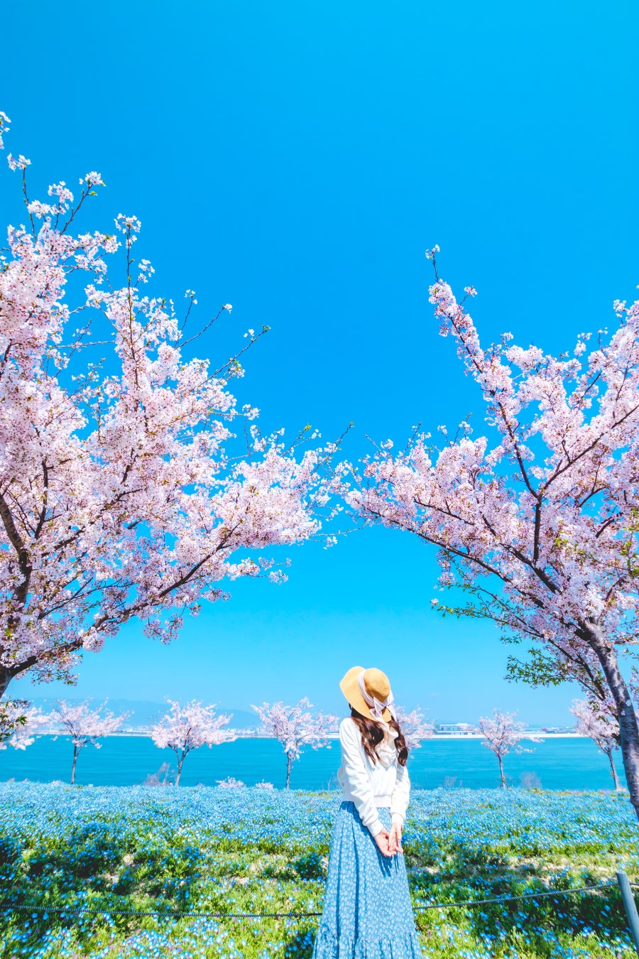 桜コラボゾーン(イメージ)