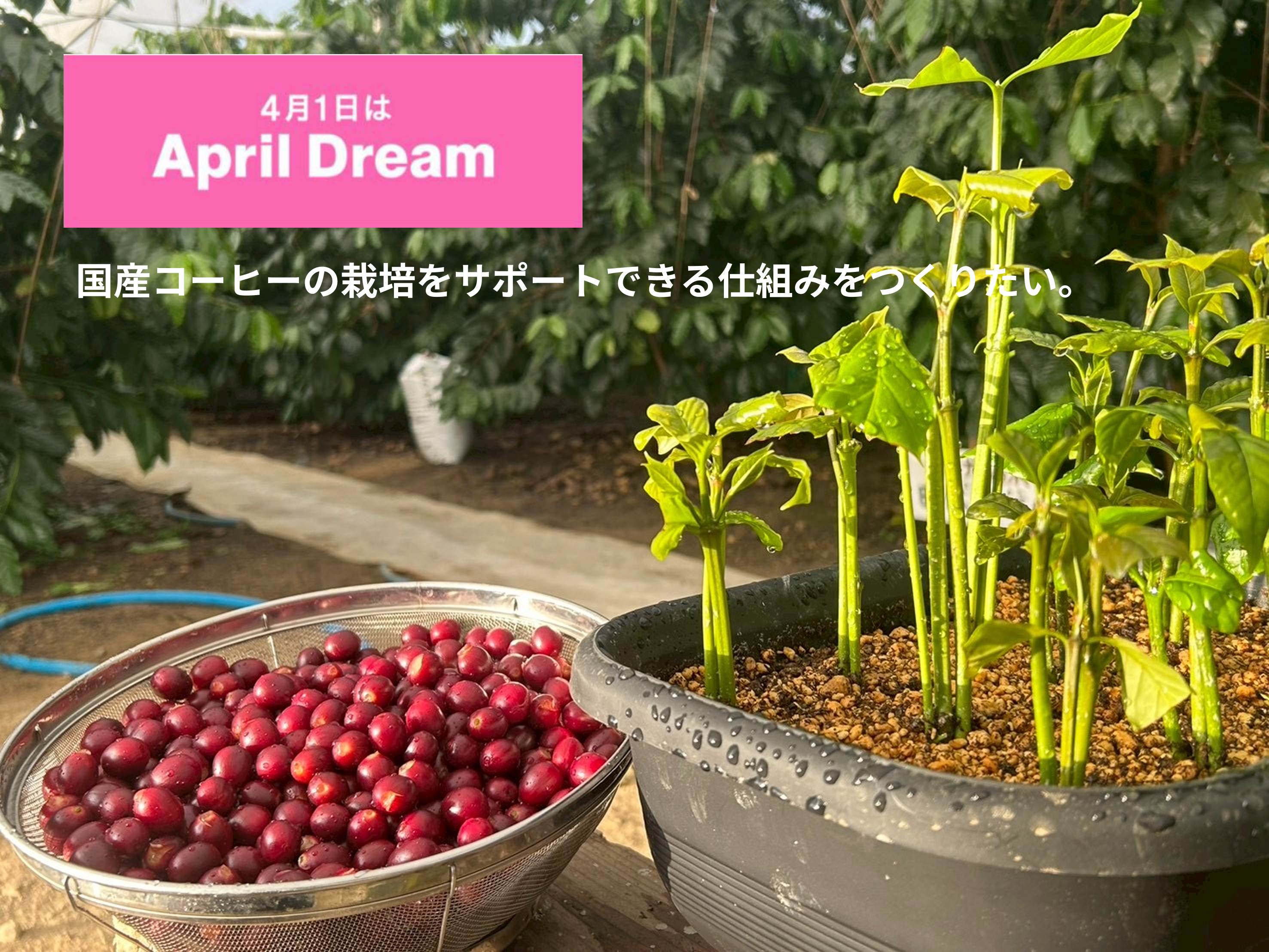 国産コーヒーオーナー制度を開始（500円/月～）