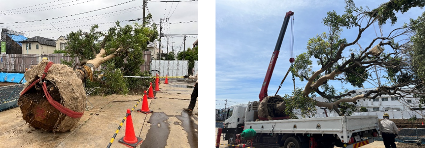 ヤマモモの移植工事の様子