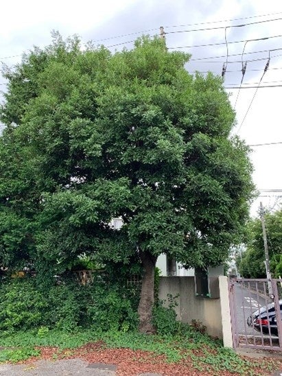 既存樹木（ヤマモモ）