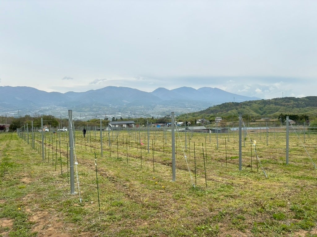 ※写真は長野県東御市にあるJVAの原木園です。
