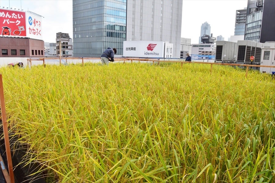 10.26田植え後133日目