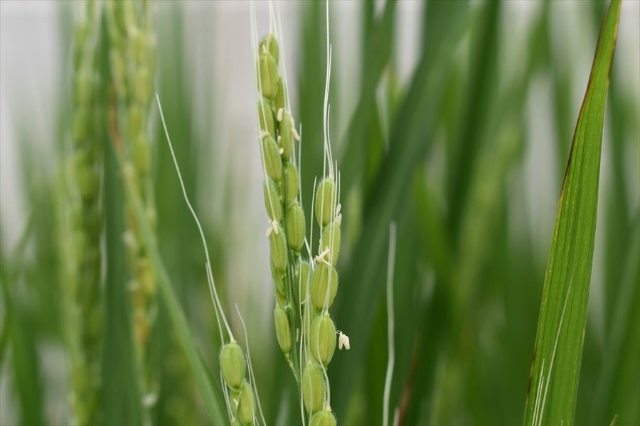 9.8田植え後85日目穂