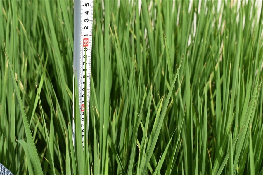 8.24田植え後70日目