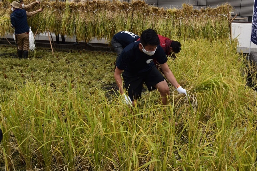 10.26田植え後133日目1