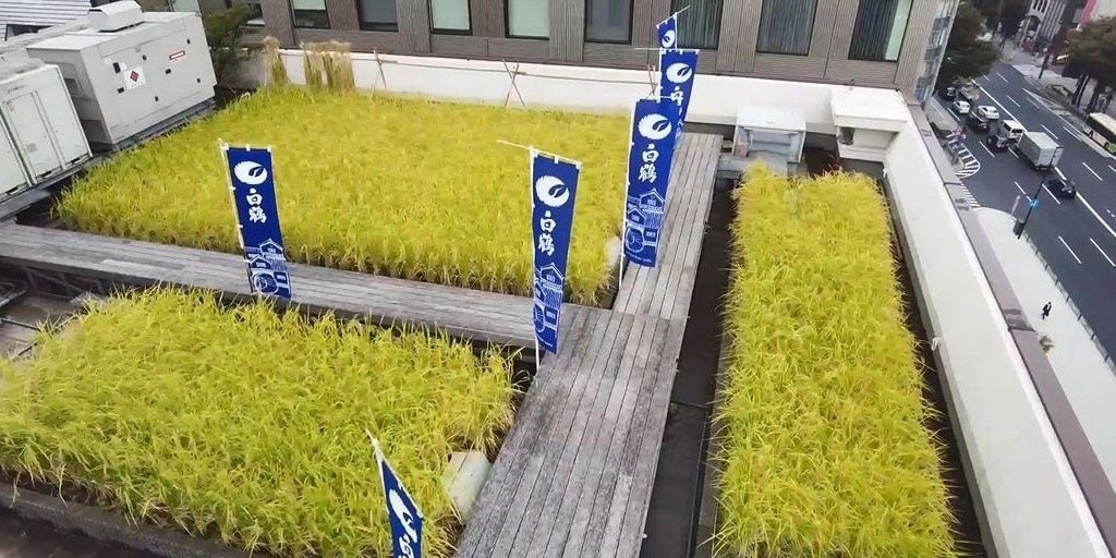 ＜白鶴酒造　東京支社屋上の白鶴銀座天空農園＞