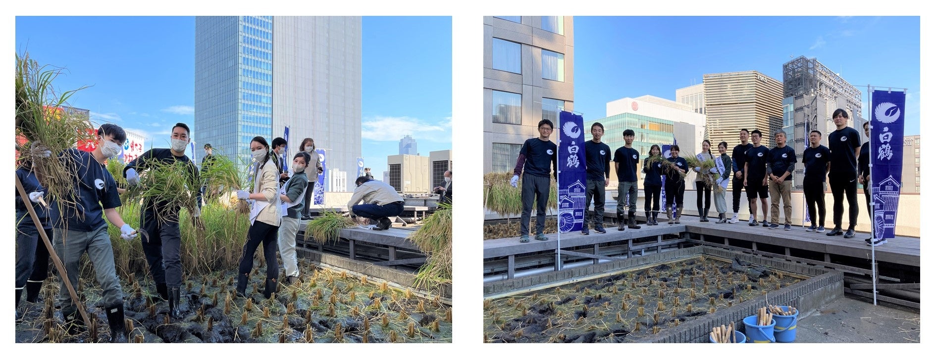 ＜10月21日　稲刈りのようす＞