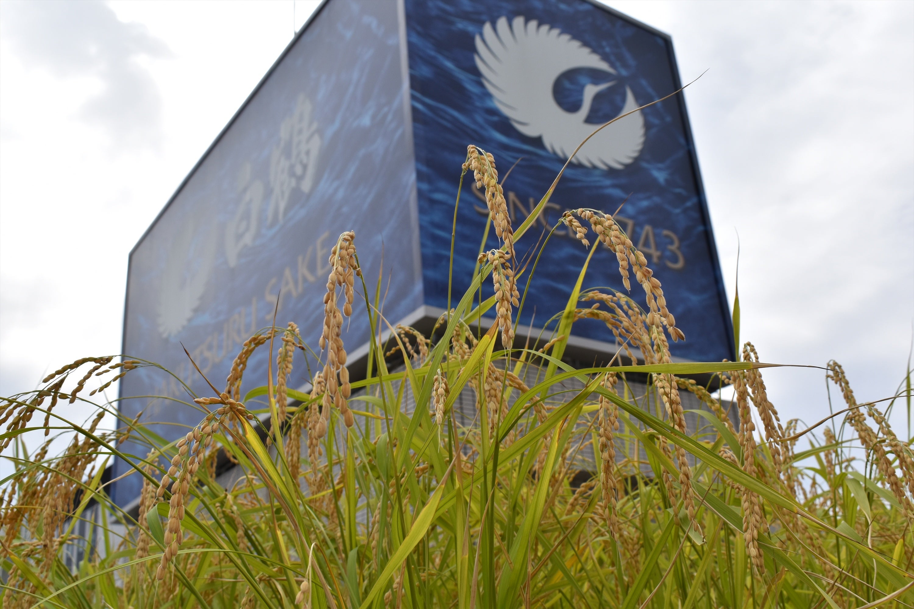 白鶴銀座天空農園