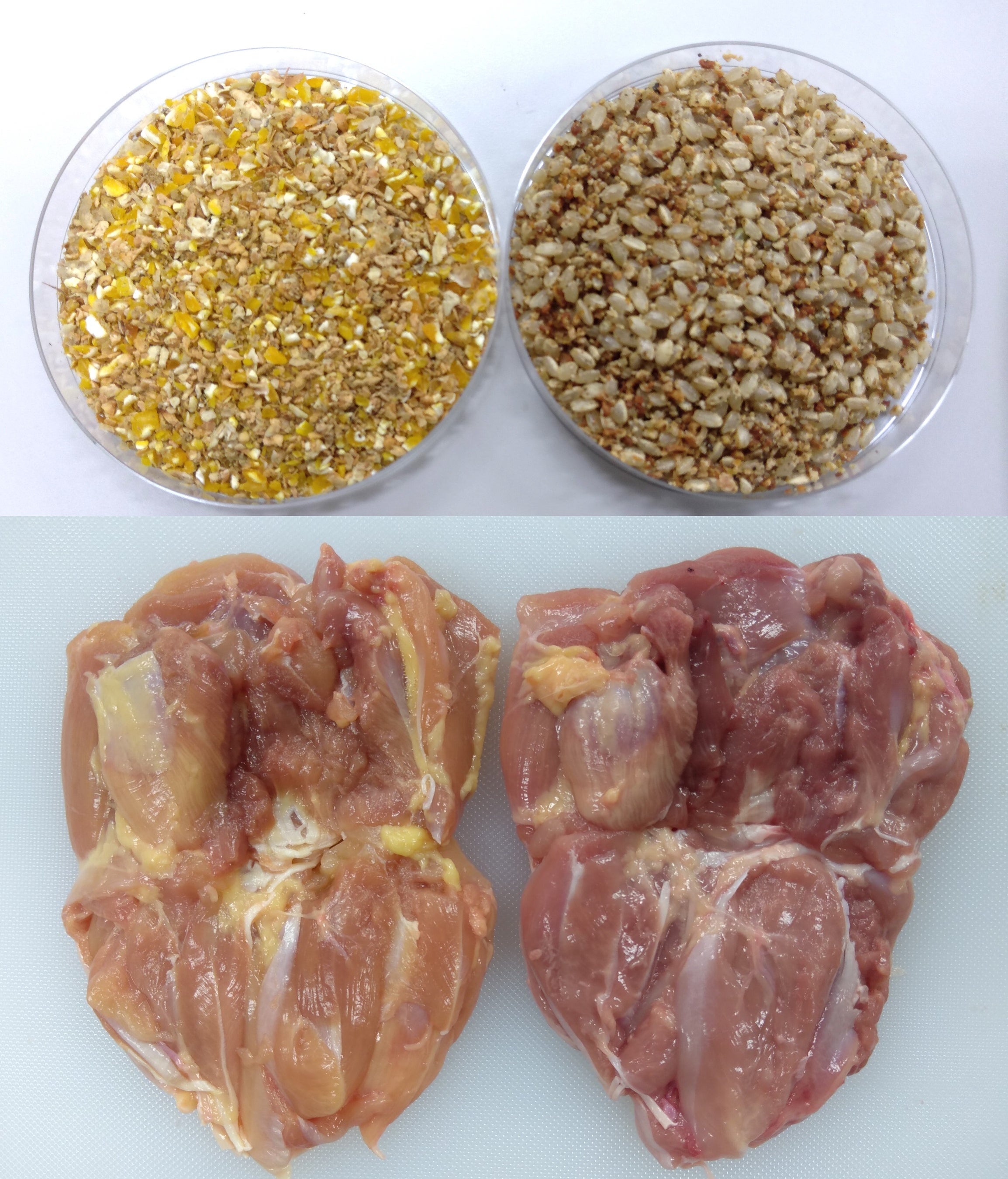 (左) トウモロコシ大豆粕飼料とその飼料を与えたもも肉 (右) 玄米酒粕飼料とその飼料を与えたもも肉 ＊飼料の色素の影響で、色調が変化。