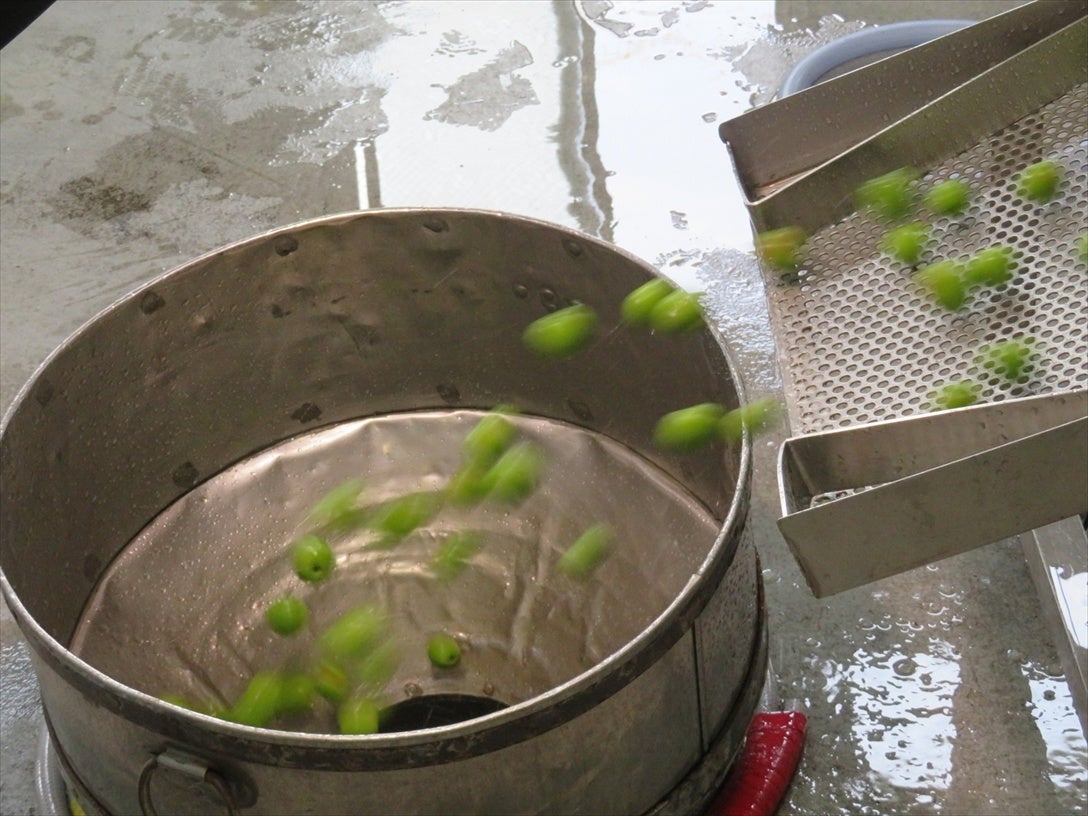 梅実をタンクに移送