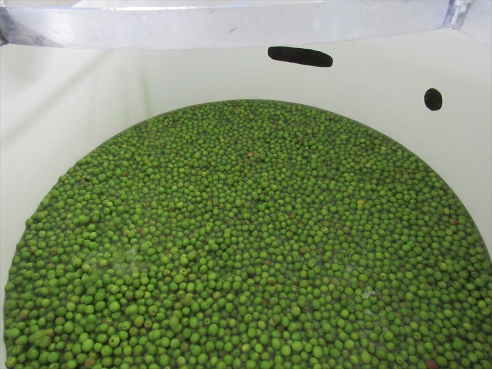 梅酒漬け込みタンク