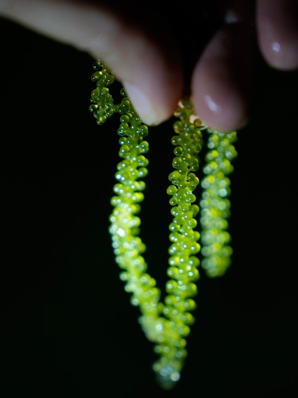 夜に見る海ぶどう