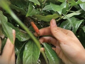 大城さんピィパーズ