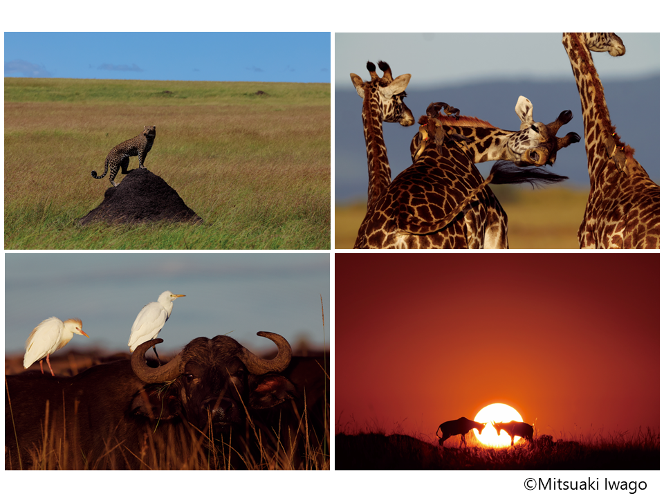 キヤノン/WWFカレンダー2024 Masai Mara」を発売 | キヤノン