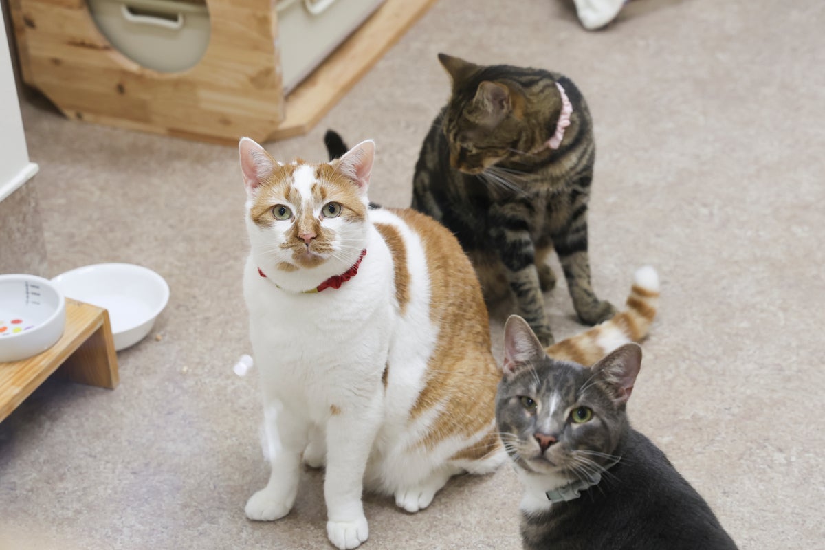 愛猫の急な不調、救急へ行くべき?「猫の集会2026」で救急獣医師・中村俊氏が「救急への上手なかかり方」を講演