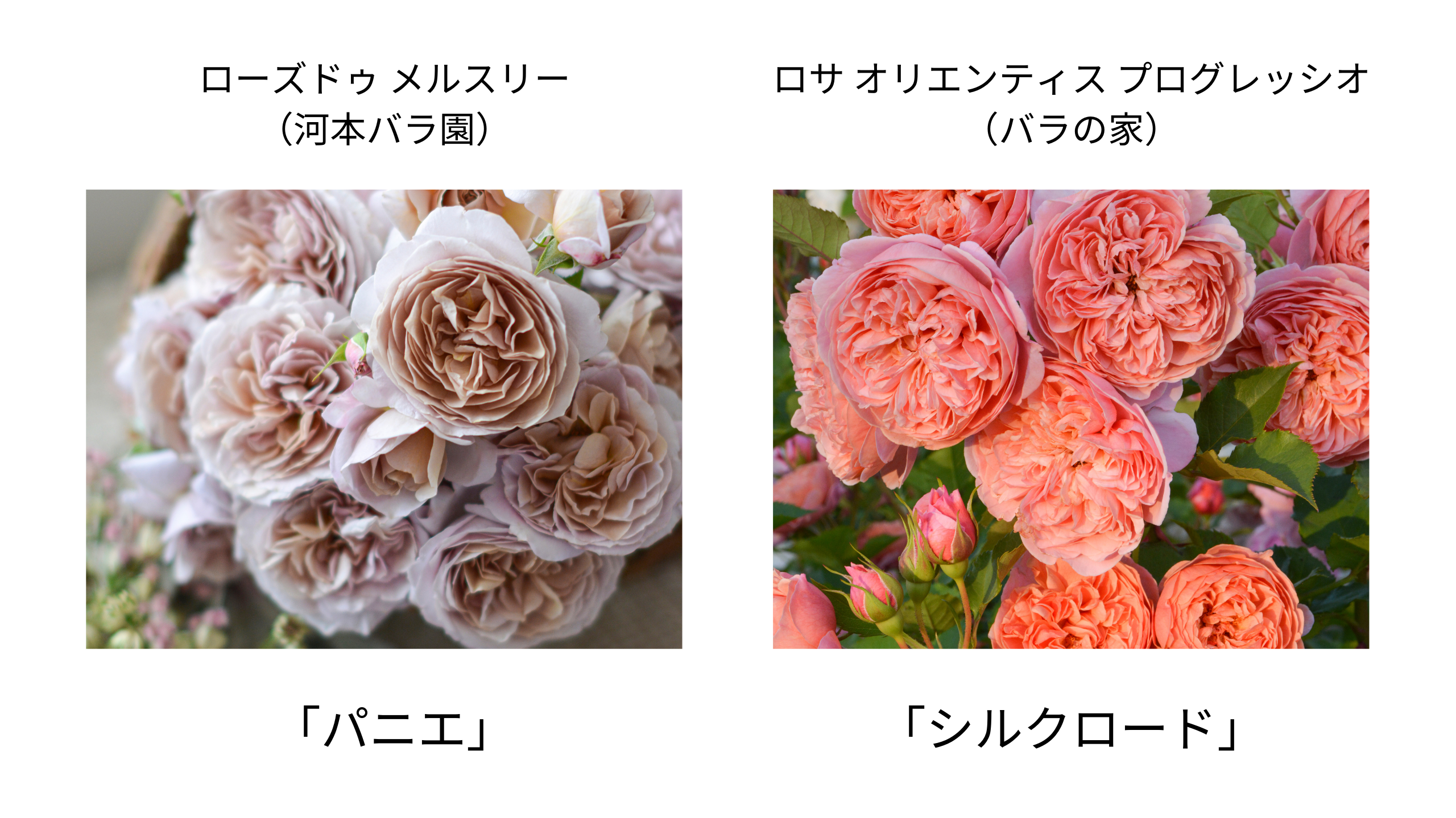 Rose Expo FUKUYAMA 2025 入場チケット販売開始のお知らせ | 世界バラ