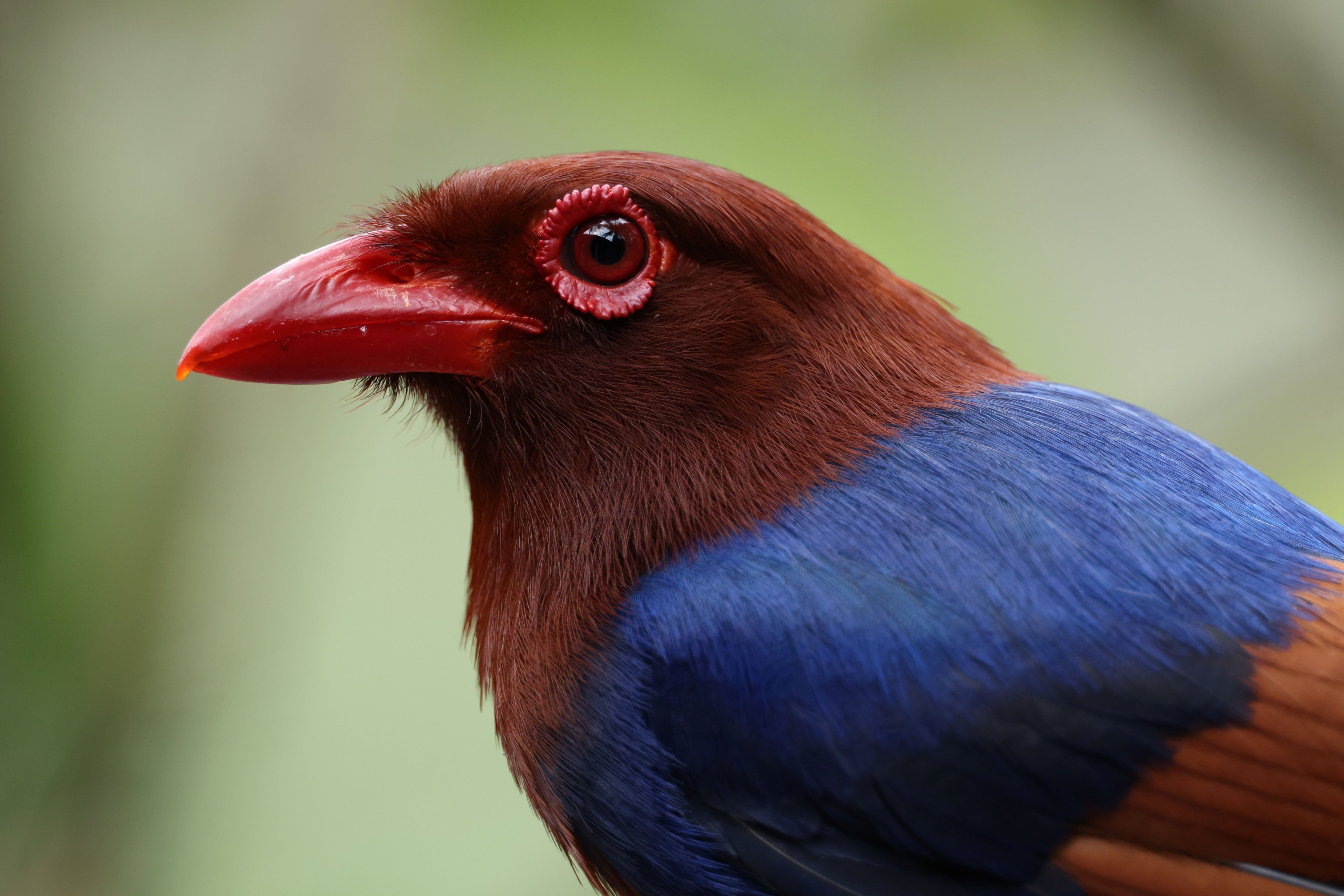 プロ・ハイアマチュア向けフルサイズミラーレスカメラ“EOS R5