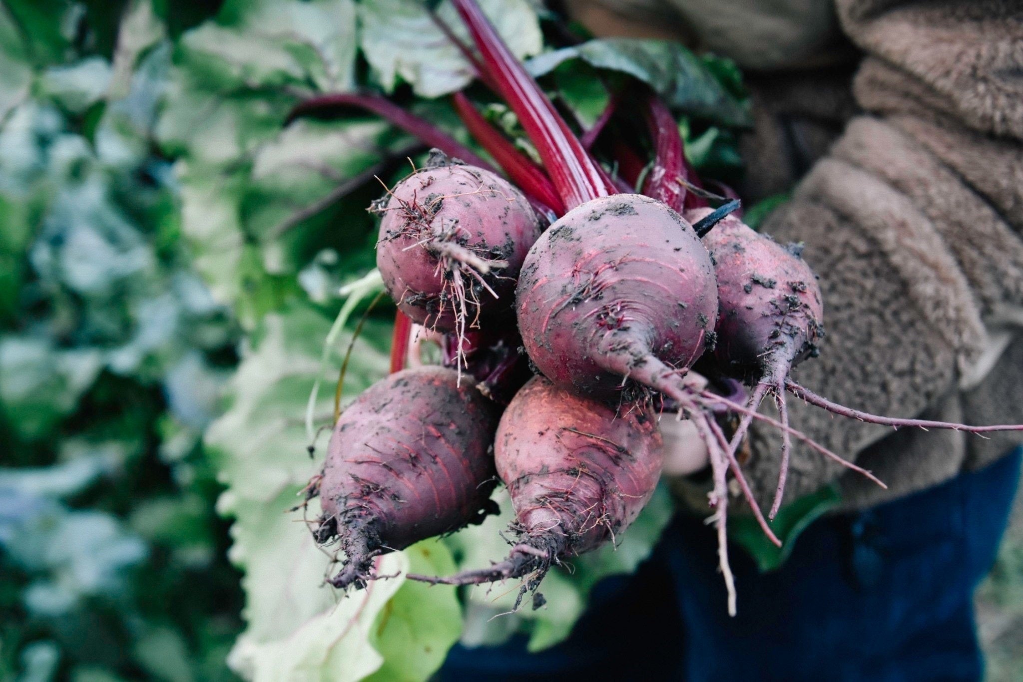 収穫したビーツ