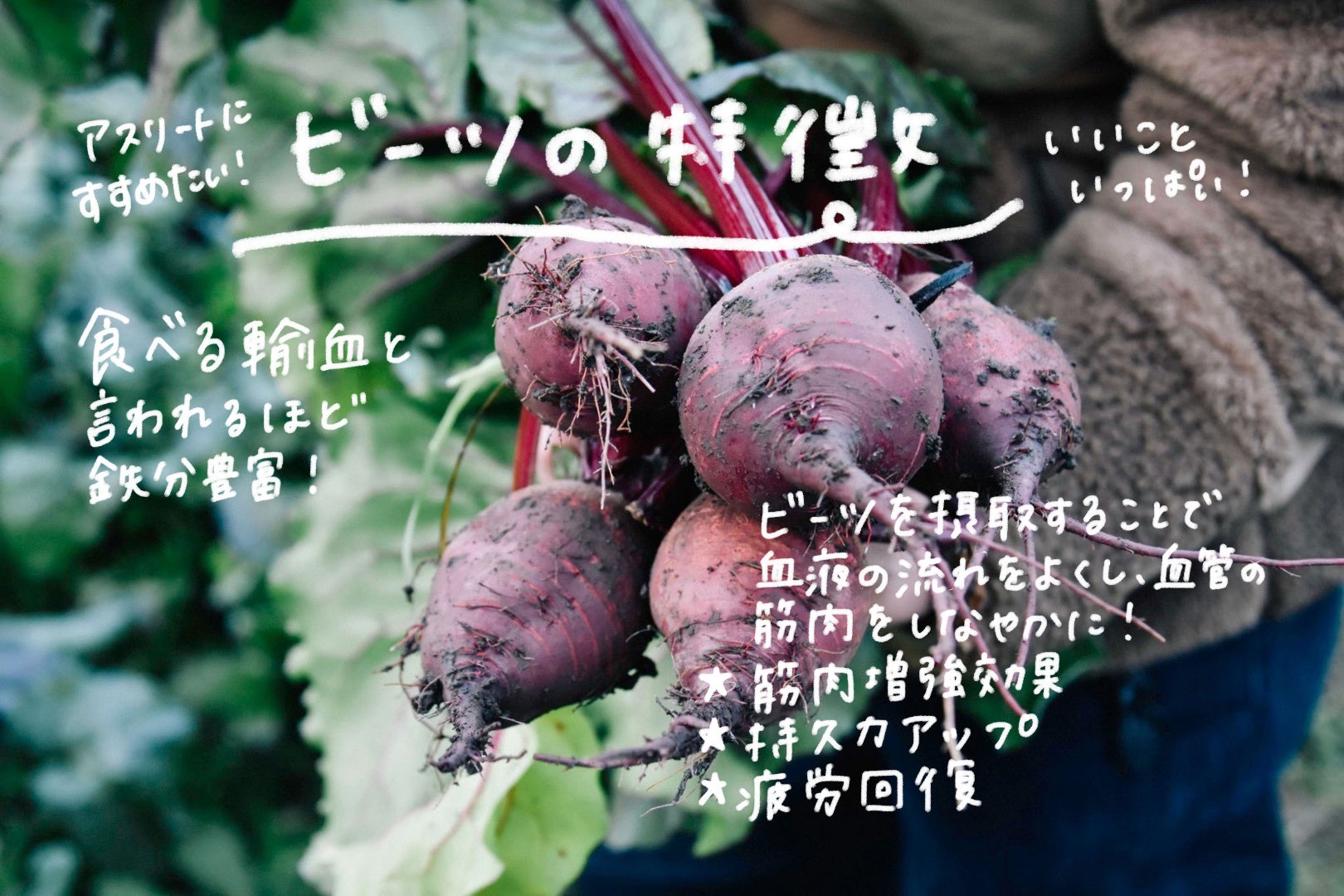 ビーツの特徴（クラウドファンディングページより）