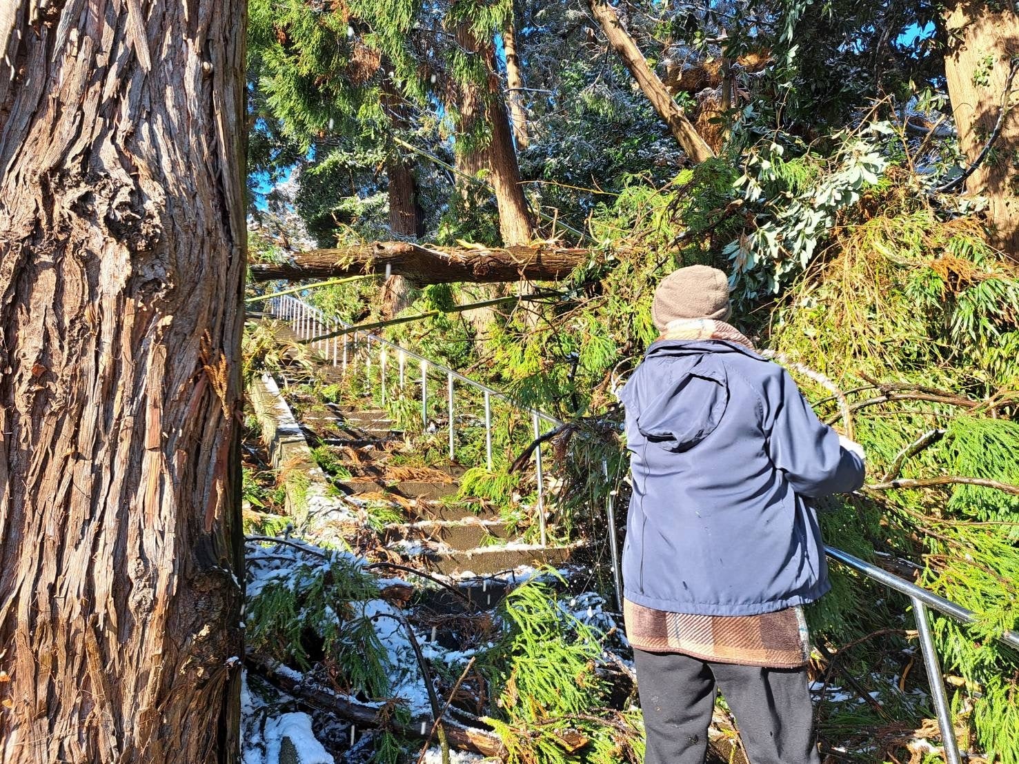 震災後に社務所に倒木した御神木