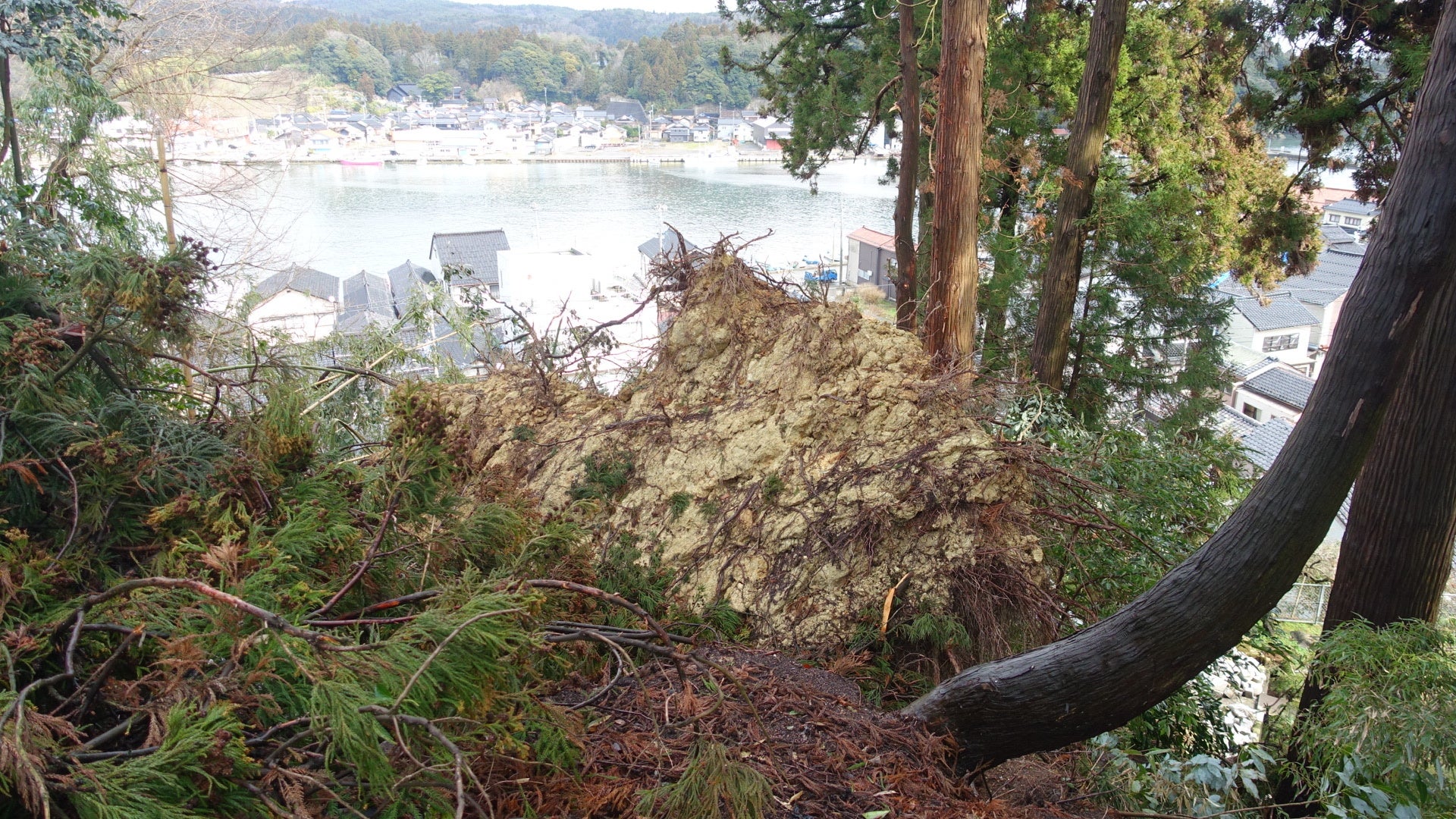 大人が10人寝られるほどの規模の根がひっくり返っています