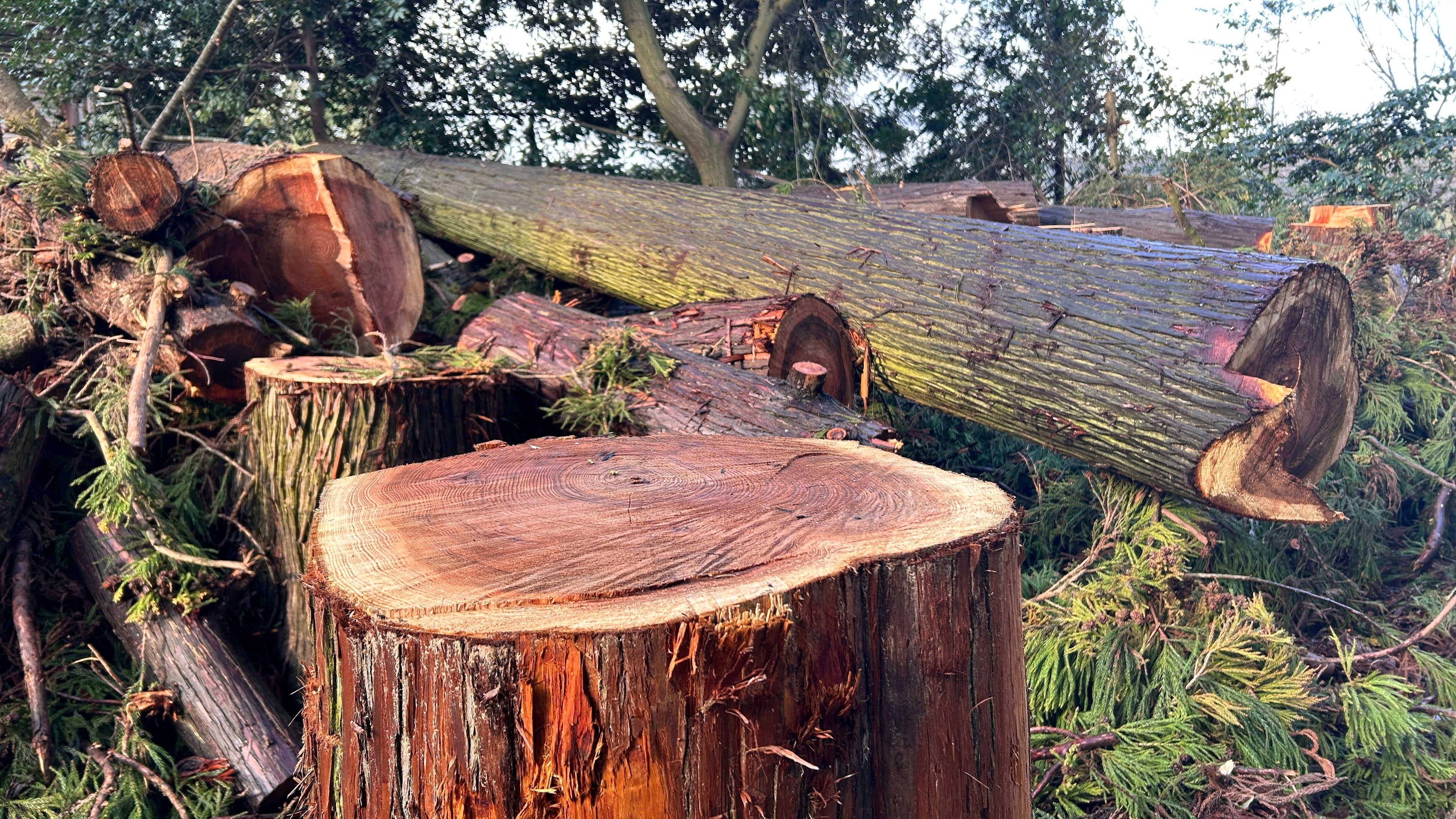 役目を終えた樹齢200年以上の御神木