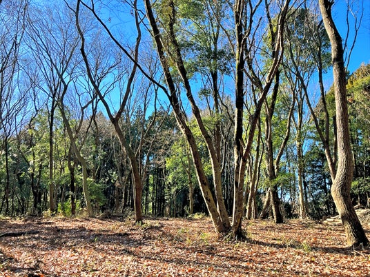 “森を借りる”フォレンタ、茨城に3つの新エリア同時オープン! “森を借りる”フォレンタ、茨城に3つの新エリア同時オープン!