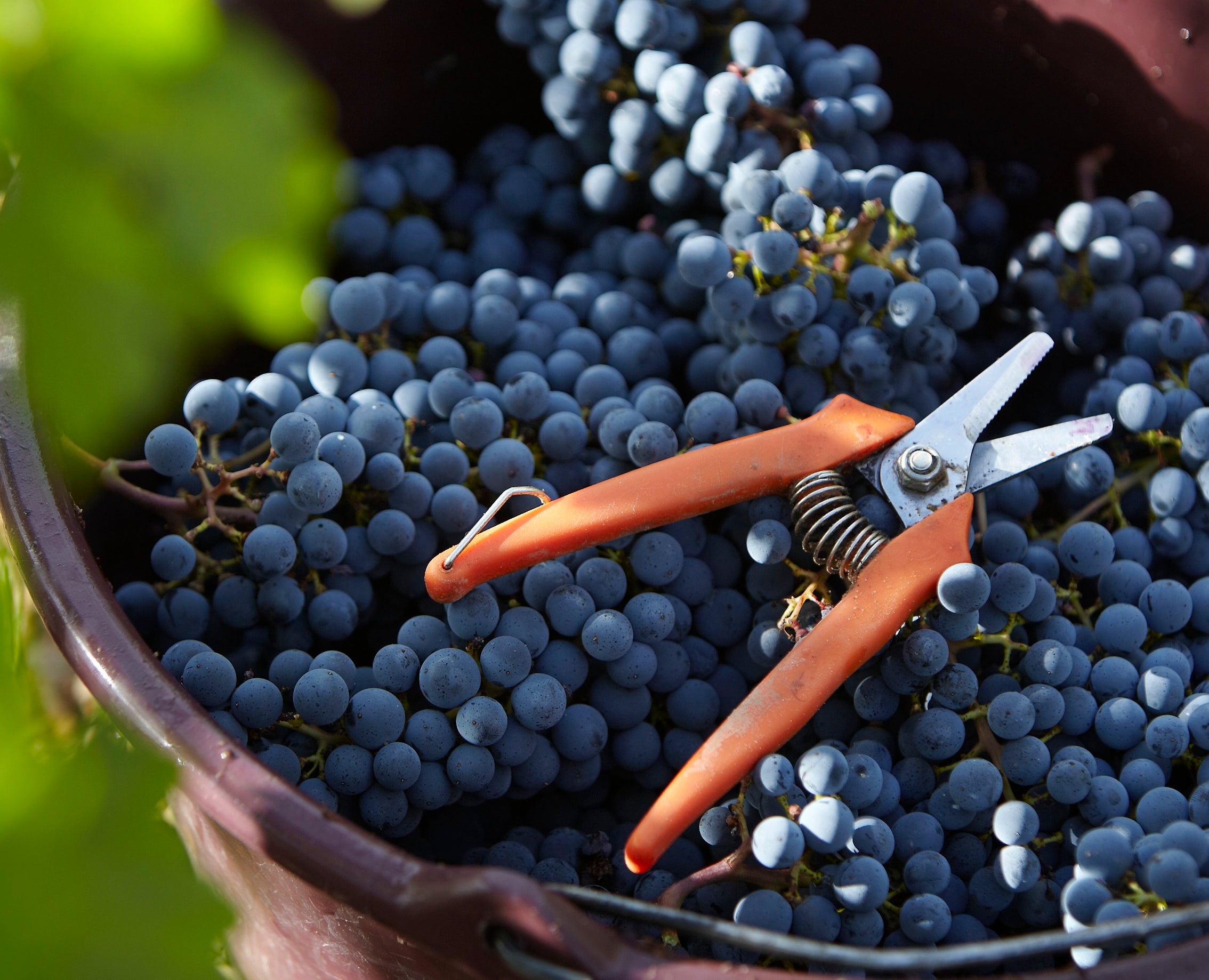 ワイナリー イメージ