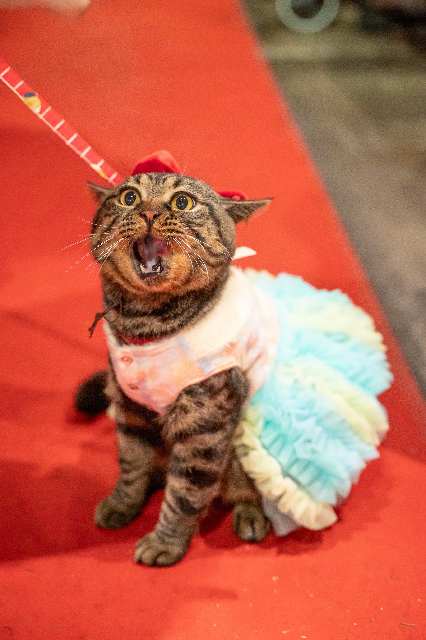 まあにゃんページ 愛犬・愛猫と一緒にレッドカーペットを歩くファッションショーを開催