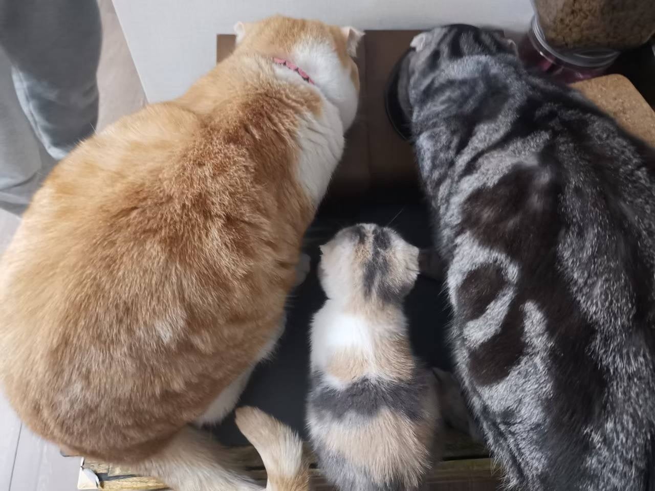 谷花音さんの愛猫 はっさくみかんかぼす