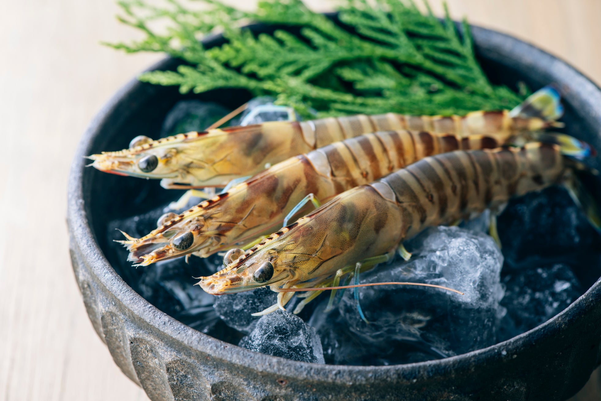 【熊本】活き車エビ「やまと車海老」の出荷スタート日決定|11/2熊本市内飲食店で活き車エビ販売会開催