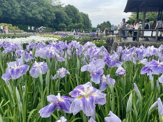 やまと花ごよみ2026「にぎわいマルシェin馬見花菖蒲」を開催します! やまと花ごよみ2026「にぎわいマルシェin馬見花菖蒲」を開催します!