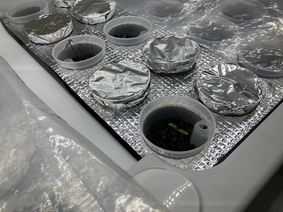 種を一つひとつ専用鉢に植えて栽培